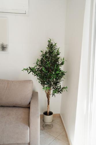 a plant in a pot next to a couch at GARDEN in Nerezine