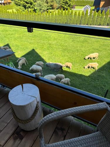 a view of a group of sheep grazing in a field at Kominkowy Chill - Jacuzzi, Sauny & Wybrane apartamenty z prywatnym jacuzzi in Zakopane