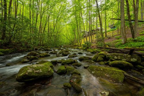 a stream in the woods with rocks and trees at The Owl's Perch in Robbinsville