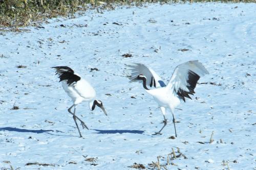 ゲストハウスの敷地内または近くにいる動物
