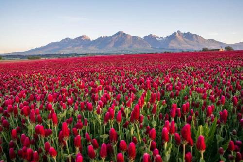 a field of red tulips with mountains in the background at Tatry PANORAMA apartmány Tatragolf in Tatranská Lomnica