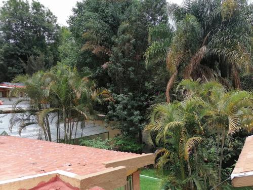 an overhead view of a garden with palm trees at El Apapacho in Cuernavaca