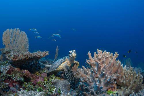a turtle on a coral reef in the ocean at Six Senses Laamu in Laamu Atoll