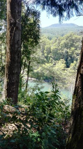 a view of a river in the middle of a forest at Cabañas Rústicas Pucón Río Trancura in Pucón