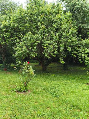 a tree in the middle of a grassy field at oasi di Villa Erbosa in Bologna