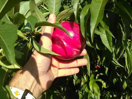 a hand holding a red apple hanging from a tree at Agriturismo Le Essenze - Terrazza sulla Romagna in Cesena