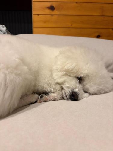 a white dog sleeping on a bed at にこの家 --多頭飼い,大型犬も猫もうさぎも歓迎 秩父の一棟貸し-- in Chichibu