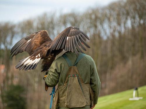a person with a bird on his back with his wings spread at Royal Dornoch - Ukc6918 in Turnberry