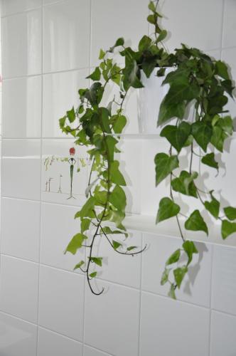 a green plant hanging from a wall at La Casa Dei Nonni in Felegara