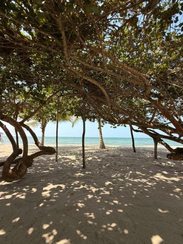 a group of trees on a beach with the ocean at Aira Hotel in Coveñas