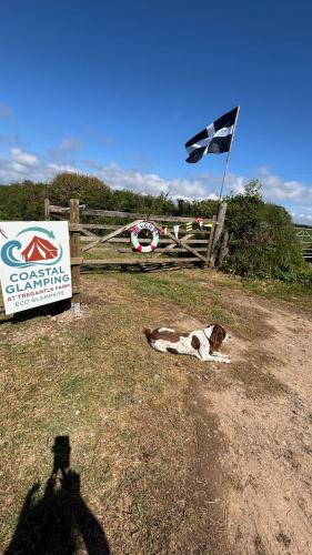 a shadow of a cow laying on the ground next to a flag at Tregantle Farm Eco GLAMPSITE in Torpoint