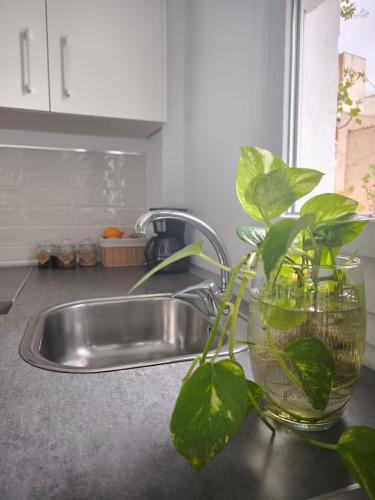 a plant sitting next to a kitchen sink at Apartamentos Teresita in Badajoz