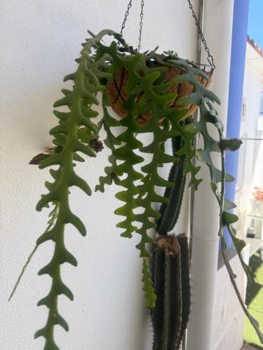 a green plant is hanging on a wall at Mex-Goretti House in Mairena del Aljarafe