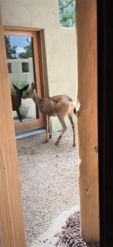 Domácí mazlíčci ubytovaní s hosty v ubytování Casa Colina