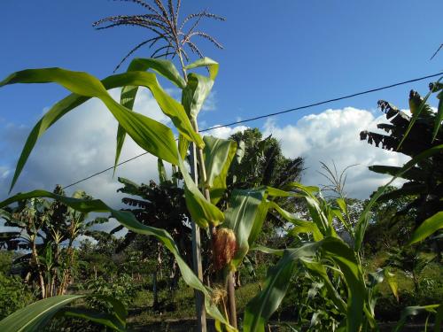 a banana tree with a bunch of leaves at Hotel Jhazmin Aeropuerto in Drake