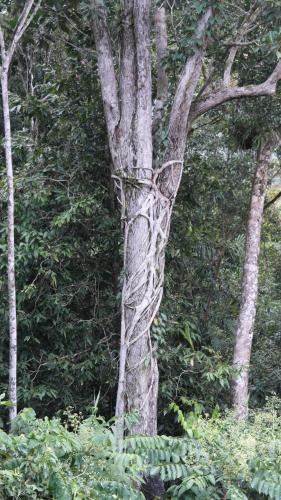 a tree with a vine wrapped around the trunk at Stonewood Views in Diwan