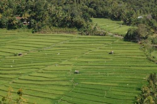 an aerial view of a large green field at Aditya Homestay in Munduk