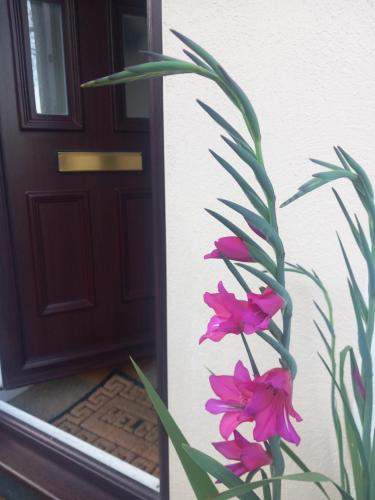 a plant with pink flowers in front of a door at Bossell Cottage Devon in Buckfastleigh