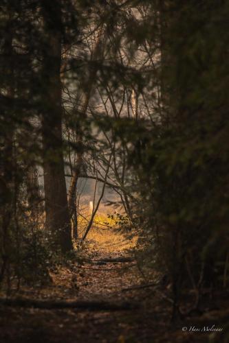 a path through a forest with a sunset in the background at De Hagmolenbeek Boekelo in Boekelo