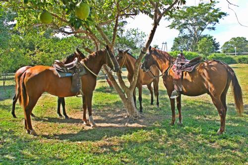 a group of horses standing next to a tree at Hotel - Granja de Animales San Basilio de Palenque in San Basilio del Palenque