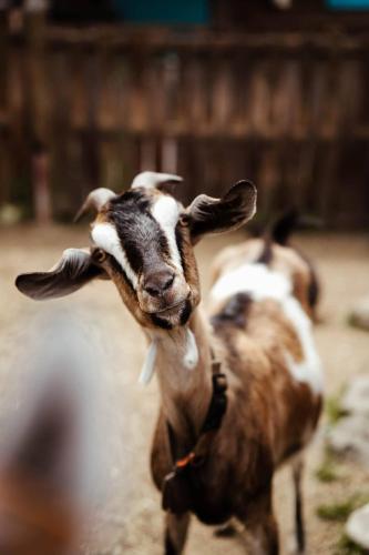 a brown and white goat standing in a field at Kozia Chata - apartamenty nad rzeką in Brenna