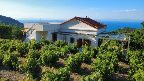 a house in the middle of a bunch of vines at Manolates 360 in Manolátes