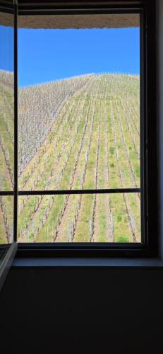 a window view of a field of soybean plants at Ferienhaus am Doctorberg in Bernkastel-Kues