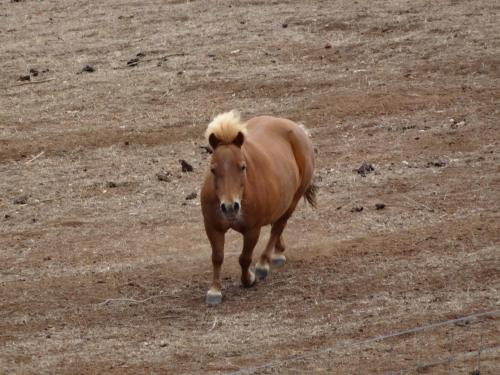 a brown horse walking in a dirt field at Jarrah Glen Cabins in Nannup