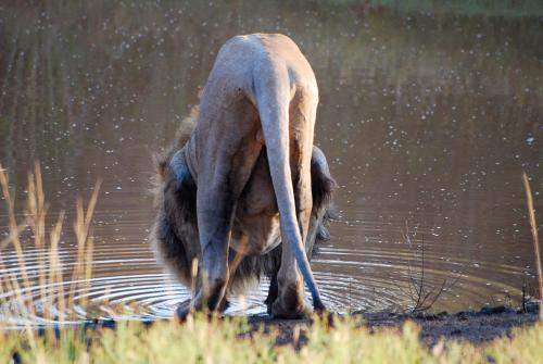a dog is standing in the water at Umzolozolo Private Safari Lodge & Spa in Nambiti Private Game Reserve