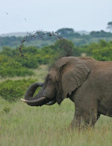 an elephant spraying itself with its trunk in a field at Umzolozolo Private Safari Lodge & Spa in Nambiti Private Game Reserve