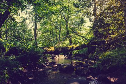 a fallen tree in the middle of a forest at Adami Country Guesthouse in Vainupea