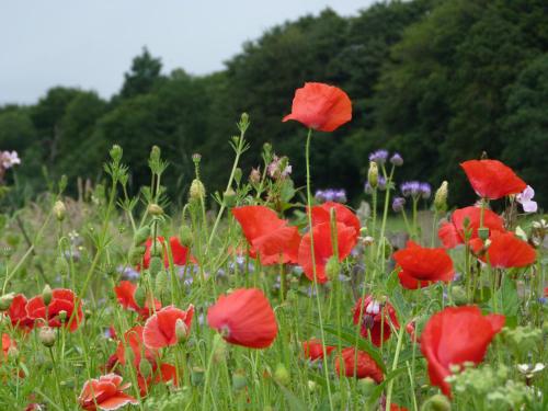 a field of red poppies and other flowers at Spacious cottage - walk to Crieff in Crieff