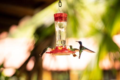 a hummingbird eating food from a bird feeder at La Bicok EcoLodge in Mindo