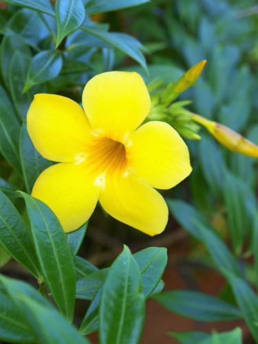a yellow flower on a plant with green leaves at Lodge Margouillat in Tambor