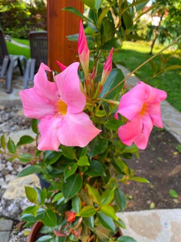 two pink flowers on a plant in a garden at Páfrányház in Fertőd