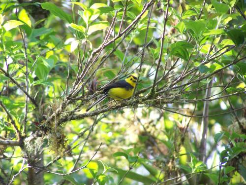 a yellow and black bird sitting on a tree branch at Reserva Natural Cerro Alto in Empalme