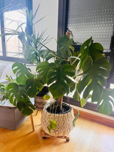 two potted plants sitting on a floor next to a window at Ático La Puerta de Logroño, con terraza y piscina! in Logroño