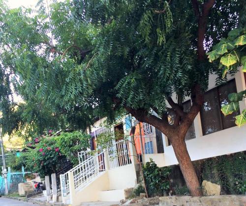 a tree in front of a building with a white fence at Lorena Surf Hostel in San Juan del Sur