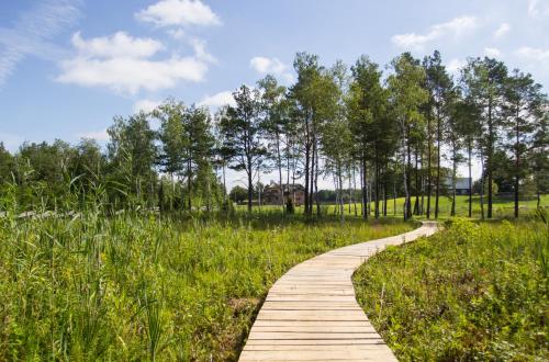 a wooden path through a field with trees at Siedlisko Wigry in Rosochaty Róg