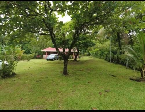 a tree in the middle of a yard with a car at Quinta los almendros in Jabillos