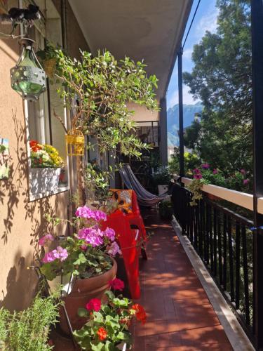 a balcony with flowers and plants in pots at Casa Orso in Abbadia Lariana