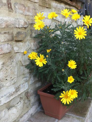 a plant with yellow flowers in a pot next to a stone wall at Il Sementone in Assisi