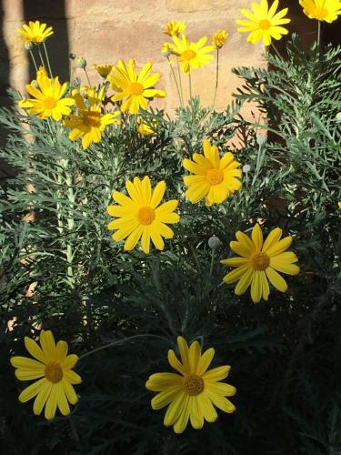 a bunch of yellow flowers in a garden at Il Sementone in Assisi