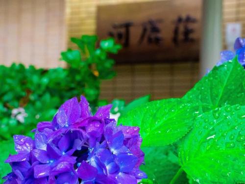 a purple flower with green leaves in the background at Hakone Yumoto Onsen Hotel Kajikaso in Hakone