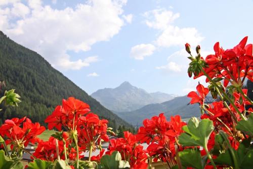a group of red flowers with mountains in the background at Landhaus Hubert Fiegl in Sölden