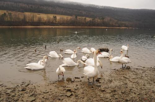 a group of white birds standing in the water at Chaty Anety Domki Całoroczne in Solina