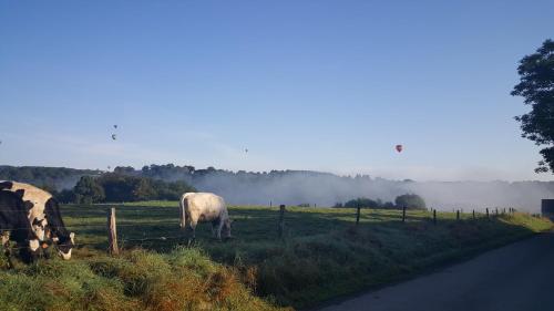 two cows grazing in a field next to a road at B&B Barvaux, Durbuy in Durbuy
