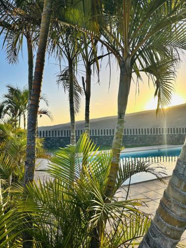 a group of palm trees next to a swimming pool at Villa La Pintora in Playa de Santiago