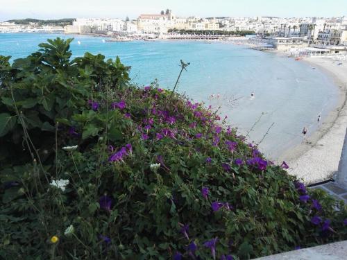 a field of purple flowers next to a beach at Missipezza Residence a Frassanito in Alimini