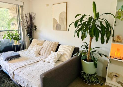 a couch in a living room with a potted plant at Cozy Bondi ROOM - Beach life and Local Host! Free Parking in Sydney